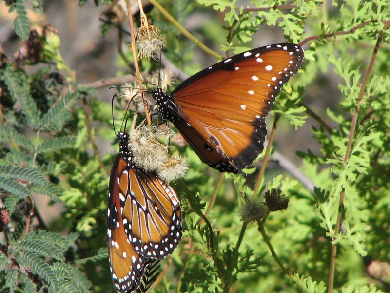 butterflies
