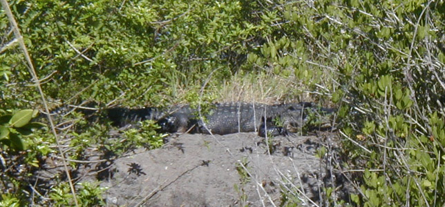 alligator