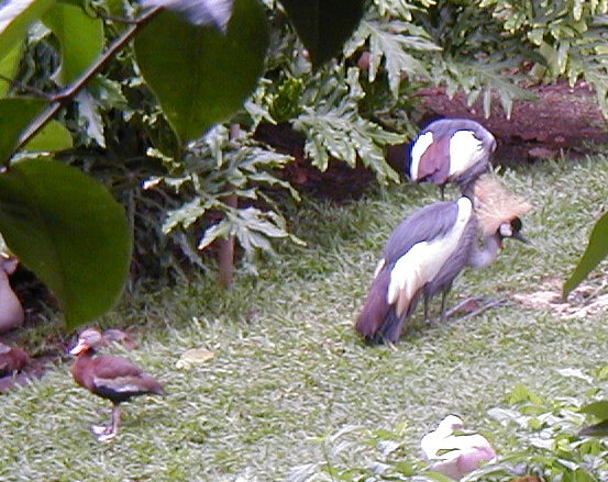 bird2