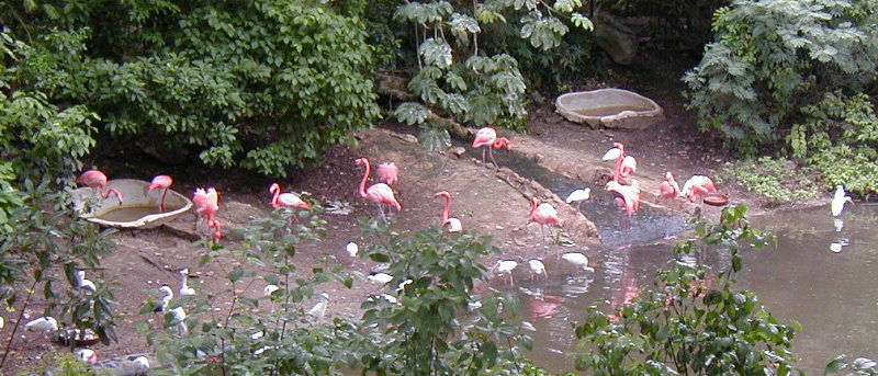 bird3