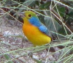 orange breasted bunting