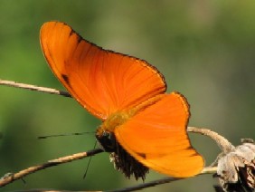 butterfly