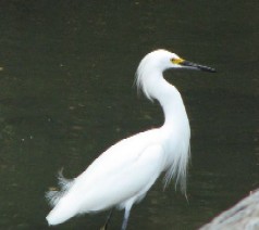 egret