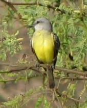 kingbird