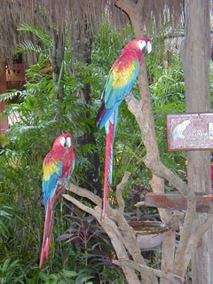 macaws