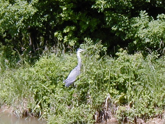 heron