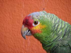 parrott