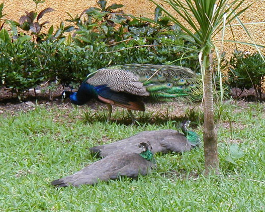 peacocks