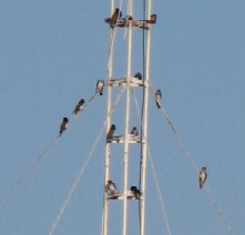 swallows